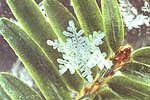 Star Gazer's Almanac: Snowflakes and Astronomical Events for 1996